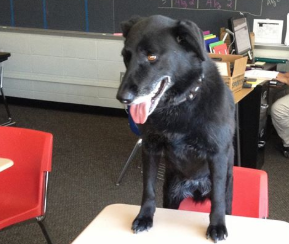 The official Math Dog of SHS, Ellie, poses at her desk for a picture. She found her home with math teacher Mary Wheeler fourteen years ago.