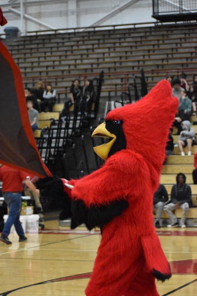 The SHS mascot, the Cardinal, waves the SHS flag to the crowd during the spring pep session on April 12. This pep session was held to celebrate spring athletes. 
